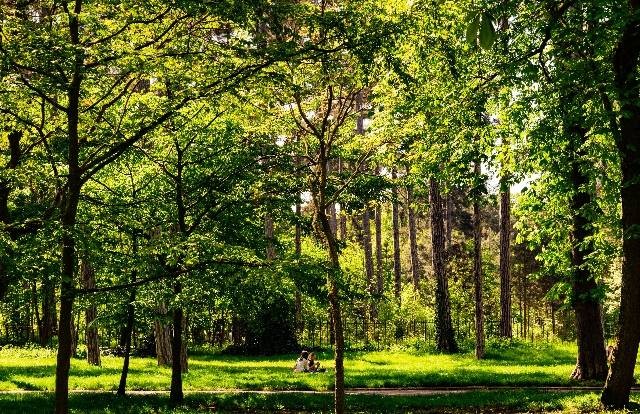 Ilustrasi Taman di Bogor. Sumber: Pexels/ Kenrick Bhaks