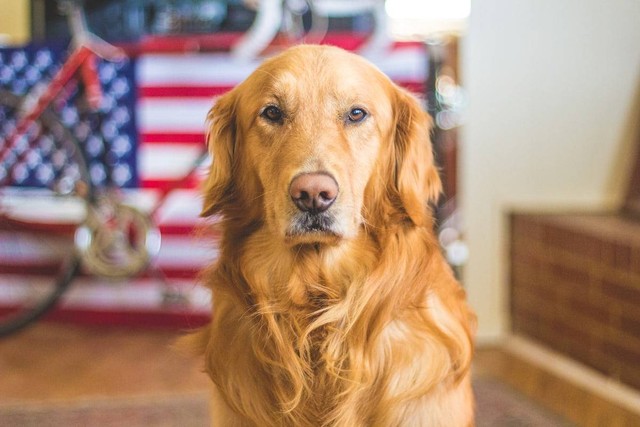 Ilustrasi Anjing Tibetan Mastiff. Sunber: Unsplash