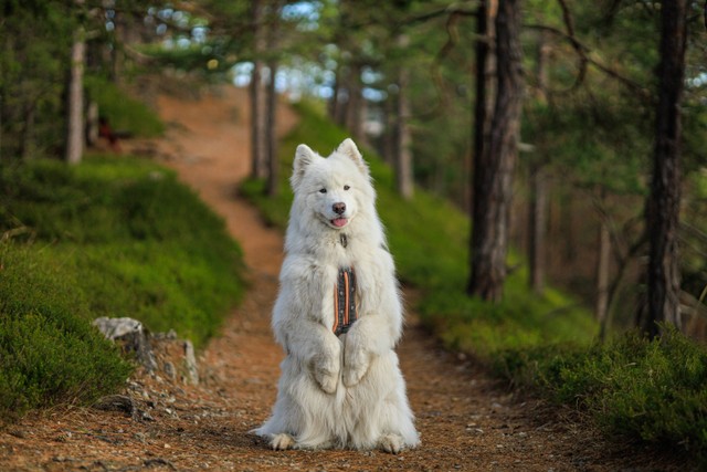 Ilustrasi Anjing Samoyed. Sumber: Unsplash