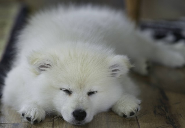 Mengenal Keunikan dan Ciri Khas Anjing Samoyed yang Cantik | kumparan.com