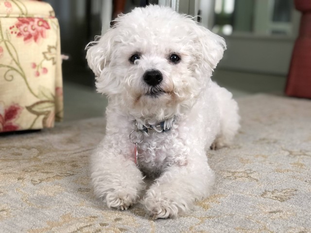 Ilustrasi Anjing Bichon. Sumber: Unsplash