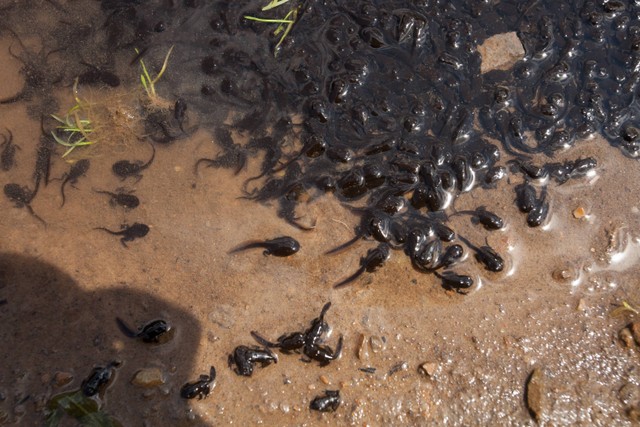 Ilustrasi kecebong. Foto: Shutterstock