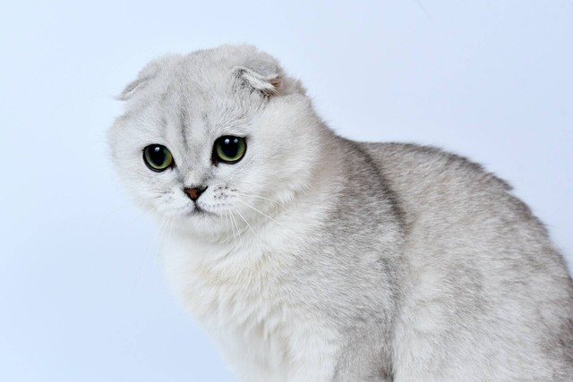 Ilustrasi foto kucing scottish fold. Sumber foto: unsplash