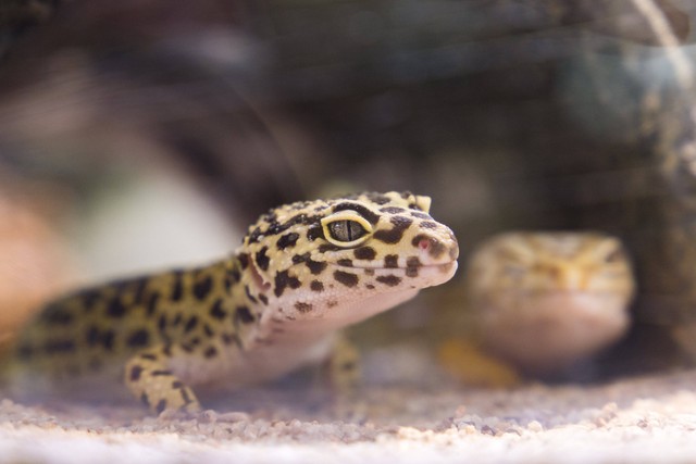 Ilustrasi : Jenis-Jenis Gecko. Sumber : Jimmy Chan/Pexels.com