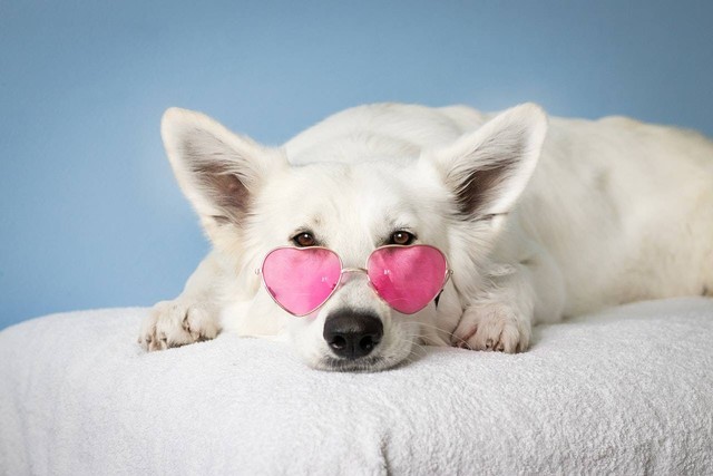Ilustrasi tanda anjing bahagia. Sumber foto: Simona Kidrič/Pexels.com