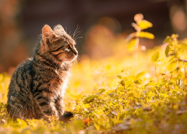 Ilustrasi tanda kucing tidak nyaman. Sumber foto: Septimiu Lupea/Pexels.com