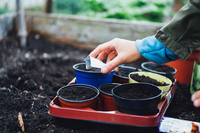 Ilustrasi Teknik Budidaya Kacang Hijau. Sumber foto: Markus Spiske/Unsplash