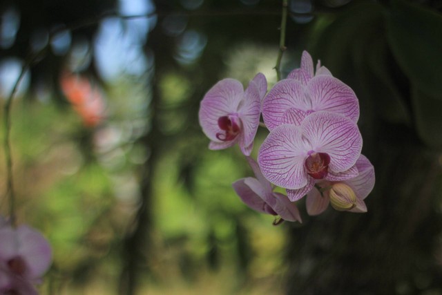 Ilustrasi cara budidaya anggrek. Sumber foto: Unsplash