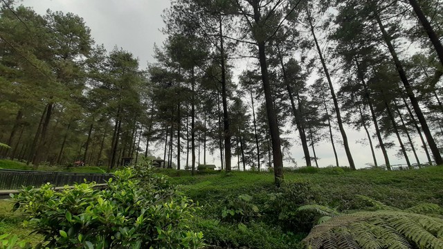 Pemandangan Hutan Pinus Limpakuwus. dokumen : Twitter @paramaaha