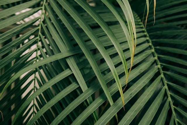 Ilustrasi foto palem merah. Sumber foto: Unsplash