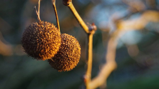 Cara Menanam Durian Dari Biji Dan Cara Memanennya Dengan Benar ...