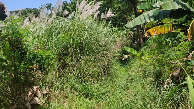 Lokasi penemuan mayat wanita tanpa busana di area kebun kosong, Kecamatan Tapos, Kota Depok. Foto: Dok. Istimewa