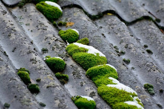  Ilustrasi lumut di rumah. Foto: Shutter Stock