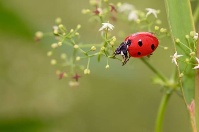 Ilustrasi Kumbang Kecil Berwarna Merah dengan Motif Polkadot Hitam, Foto: Unsplash.