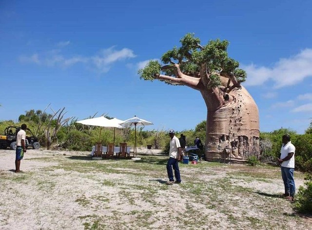 Pohon Baobab di Kota Tulear Madagaskar (Koleksi Pribadi)