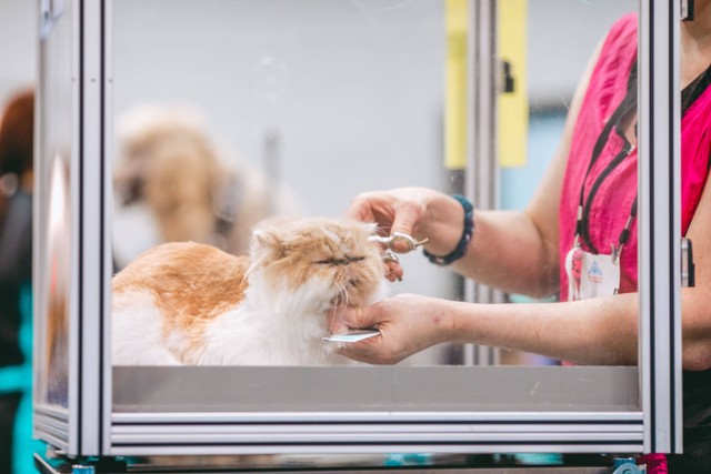Ilustrasi Cara Membersihkan Mata Kucing. Sumber foto: Reba Spike/Unsplash