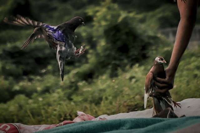 Ilustrasi Burung Merpati. Foto: Jamal Ramadhan/kumparan
