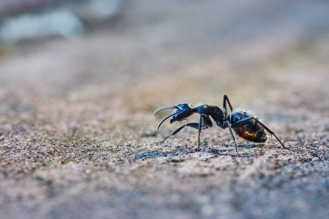 Ilustrasi Cara Membasmi Semut tanpa Membunuhnya. Sumber: Unsplash/Wolfgang Hasselmann