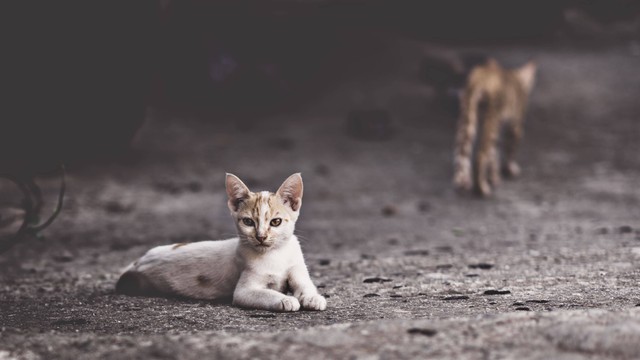 Kucing terlantar. Foto: Freepik