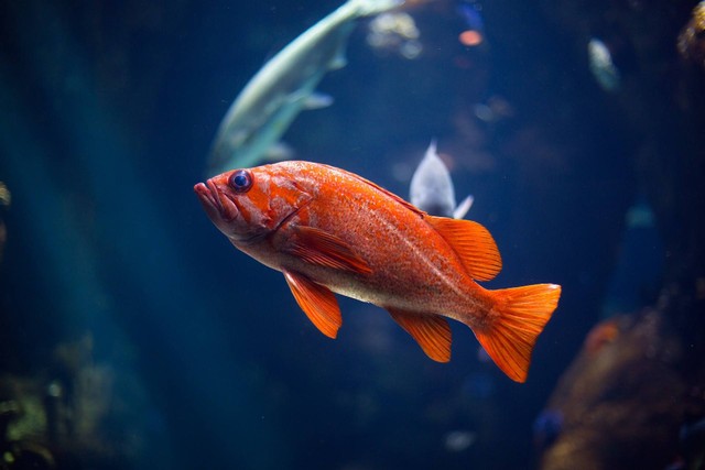 Ilustrasi foto ikan platy. Sumber foto: Unsplash