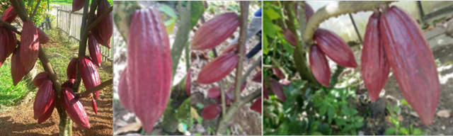 Gambar 1:  Tanaman Kakao (Foto sumber: Paparan Presentasi pada Acara FS 3 oleh Reflinur, Peneliti BRIN).