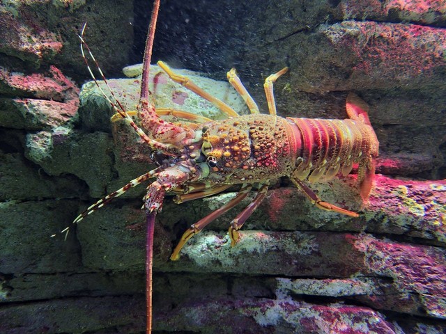 Ilustrasi jenis lobster hias air. Sumber: Linken/pexels.com