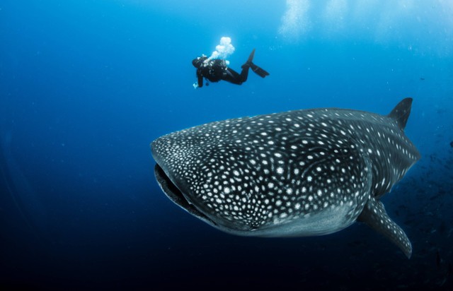 Ilustrasi hiu paus. Foto: Lindsey Lu/Shutterstock