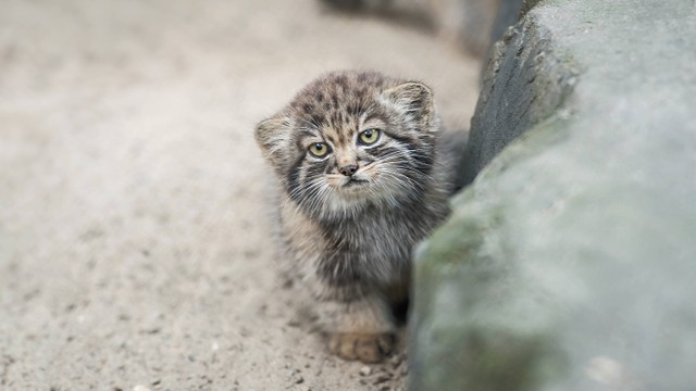 Kucing Pallas (Otocolobus manul). Foto: PaniYani/Shutterstock