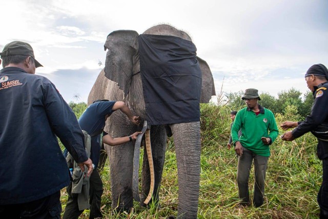 Tim BKSDA Sumsel saat melakukan pemasangan GPS Collar terhadap gajah betina, Foto : Istimewa
