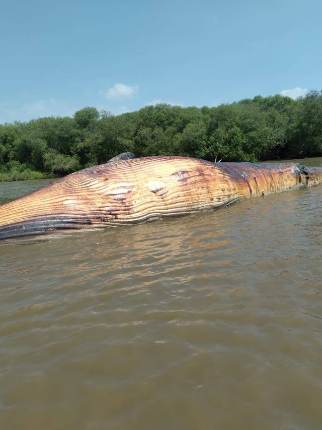 Seekor paus berukuran sekitar 12 meter terdampar di pesisir laut Kejawan Putih Tambak, Mulyorejo, Surabaya. Foto: Dok. Istimewa