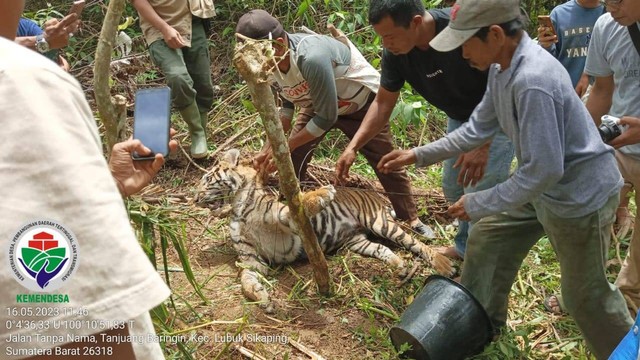 Petugas berupaya melepaskan jerat babi yang melilit leher dan bagian lain tubuh harimau sumatera. Foto: BKSDA Sumbar