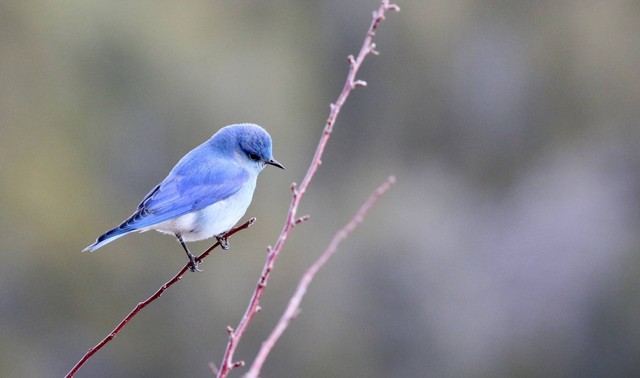 Ilustrasi foto burung puter. Sumber foto: Unsplash
