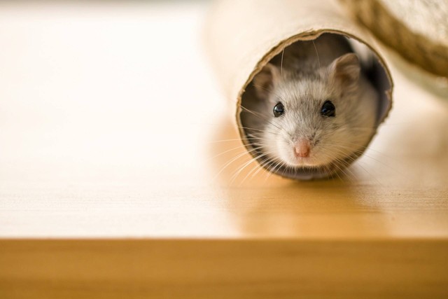 Ilustrasi foto hamster. Sumber foto: Unsplash