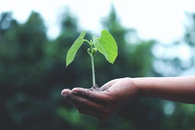 Ilustrasi berapa lama pohon cabai berbuah, sumber foto: Akil Mazumder by pexels.com