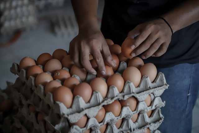 Pekerja menyortir telur di sebuah kios agen telur di Kalibata, Pancoran, Jakarta Selatan, Kamis (18/5/2023). Foto: Jamal Ramadhan/kumparan