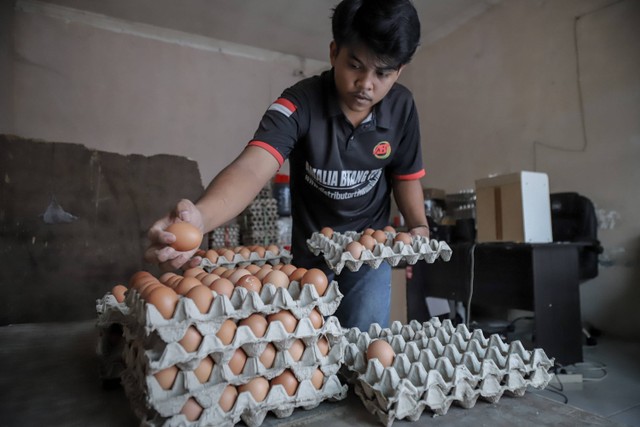 Pekerja menyortir telur di sebuah kios agen telur di Kalibata, Pancoran, Jakarta Selatan, Kamis (18/5/2023). Foto: Jamal Ramadhan/kumparan