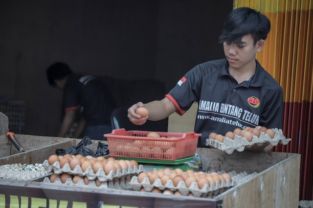 Pekerja menyortir telur di sebuah kios agen telur di Kalibata, Pancoran, Jakarta Selatan, Kamis (18/5/2023). Foto: Jamal Ramadhan/kumparan