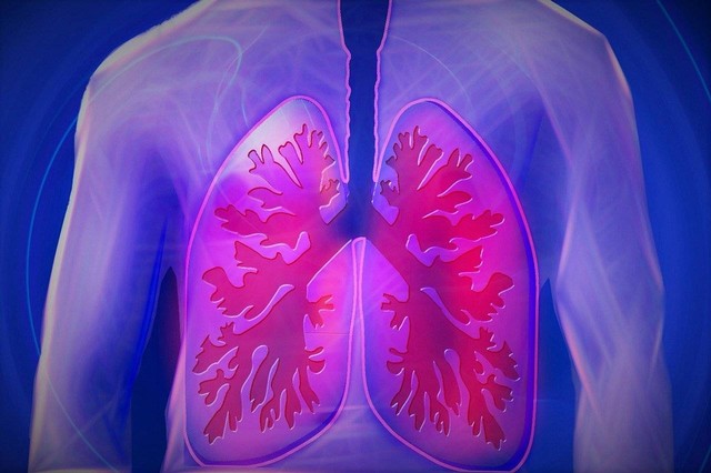 Ilustrasi paru-paru dalam tubuh manusia. Foto: Pixabay