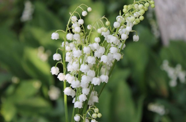 Ilustrasi makna bunga Lily of The Valley. Sumber: Pexels