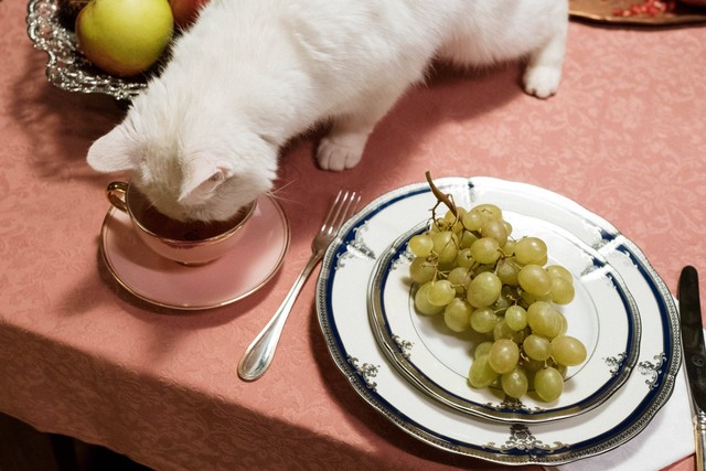 Ilustrasi: Makanan Kucing yang Bagus untuk Kucing Hamil dan Menyusui. Sumber: cottonbro studio/Pexels.com