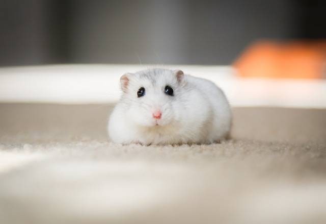 Hamster winter best sale white harga