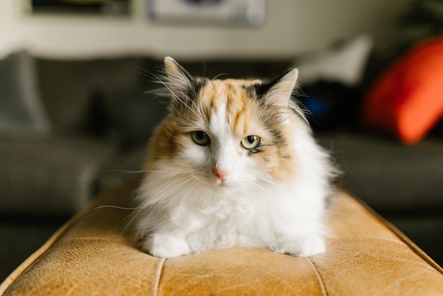 Ilustrasi fakta unik kucing calico (Pexels)