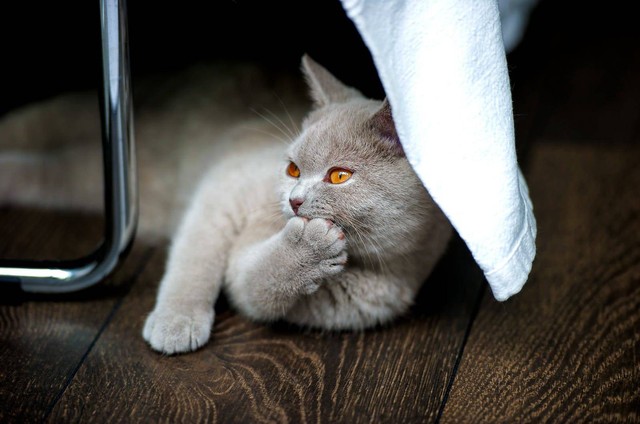 Ilustrasi kucing american shorthair (Pexels)
