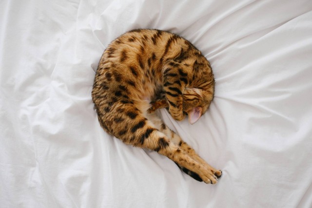 Kucing Bengal : Karakteristik, Perawatan, dan Harganya | kumparan.com