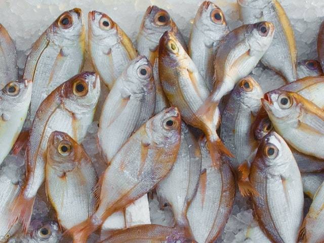 Jelaskan pengertian ikan konsumsi. Sumber: pexels.com