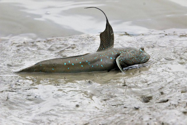 Ikan Gelodok, biodivesitas hamparan lumpur (Foto: Yus Rusila Noor)