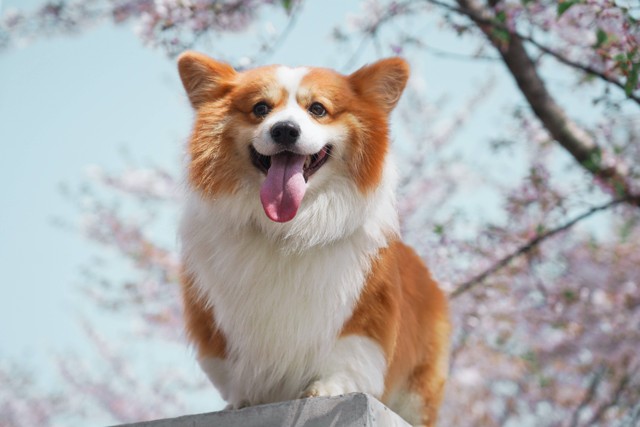 Ilustrasi Anjing Corgi. Foto: dok. Alvan Nee (Unsplash)