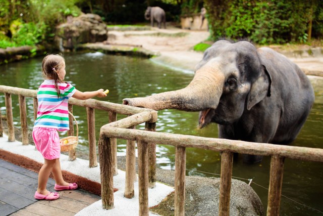 Ilustrasi pengunjung memberi makan gajah di kebun binatang. Foto: Shutterstock