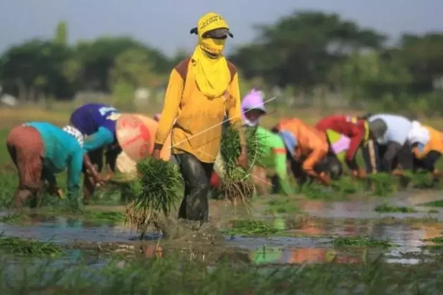 Buruh tani menanam padi di area sawah desa Majakerta, Balongan, Indramayu, Jawa Barat. (ANTARA FOTO)
