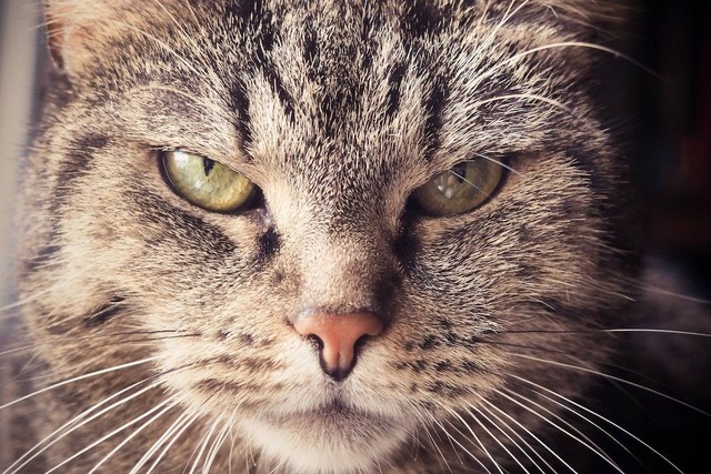 Ilustrasi kucing Kuwuk. Sumber: Pixabay/pexels.com 